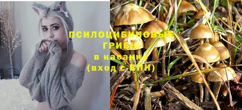 Псилоцибиновые грибы Psilocybine cubensis  Рославль 