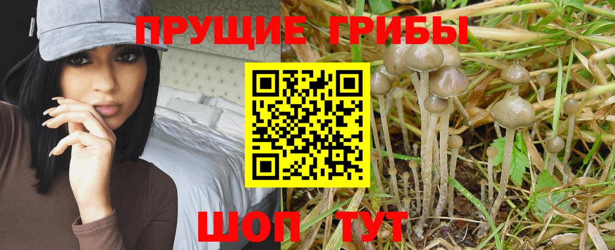 Псилоцибиновые грибы мицелий Рославль
